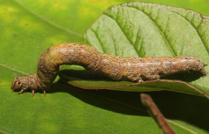 Figura 13. Larva <i>Epidromia linearis</i> (Erebidae), en último estadío (U), vista lateral, localidad Medrano, Sector Pitilla ACG (380m). Voucher: 19-SRNP-70912-DHJ751411.jpg