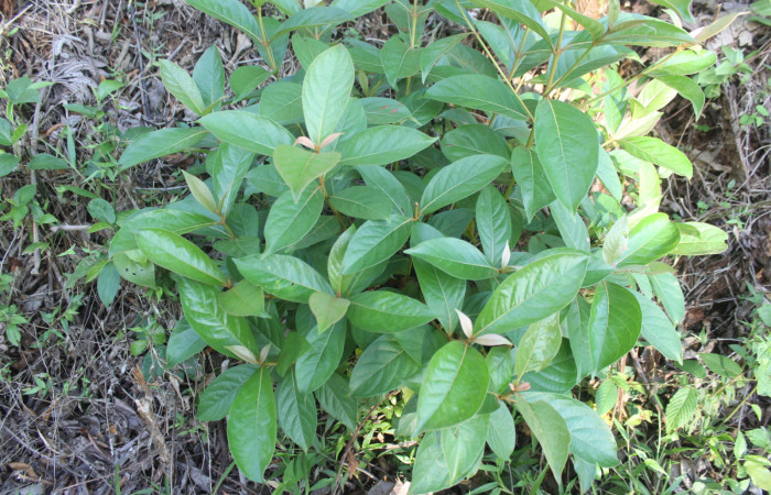 Figura 16. Planta hospedera de larva <i>Epidromia pannosa</i> (Erebidae), esta planta se llama <i>Byrsonima crassifolia</i> (Malpighiaceae), localidad Medrano, Estación Biológica Quica Sector Pitilla ACG (380m), foto: Ricardo Calero, 21   Mayo 2024.