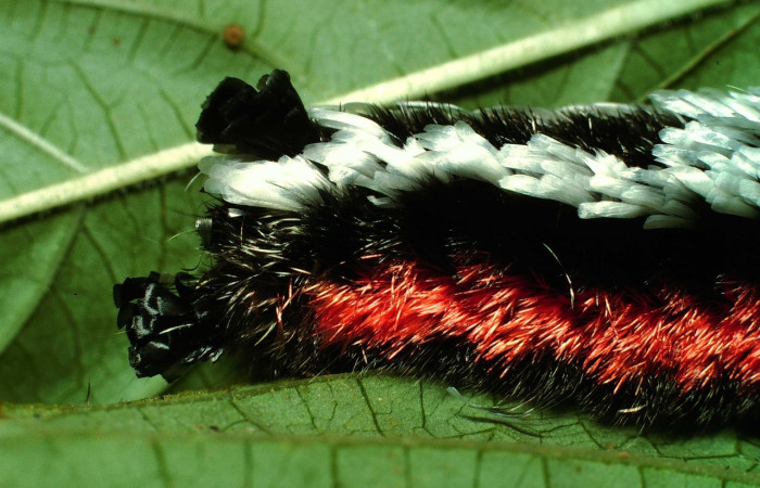Fig 2. Larva <i>Tarchon</i> felderiDHJ01, parte de atrás de la larva, en último estadio, con una medida de 33 mm de largo.   Voucher  01-SRNP-2415-DHJ60320.jpg