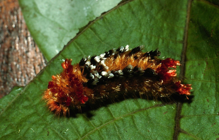 Fig. 14. Larva <i>Tarchon</i> felderiDHJ02, dorsal entero, en último estadio, con una medida de 42 mm de largo. Voucher 02-SRNP-9490-DHJ66829.jpg