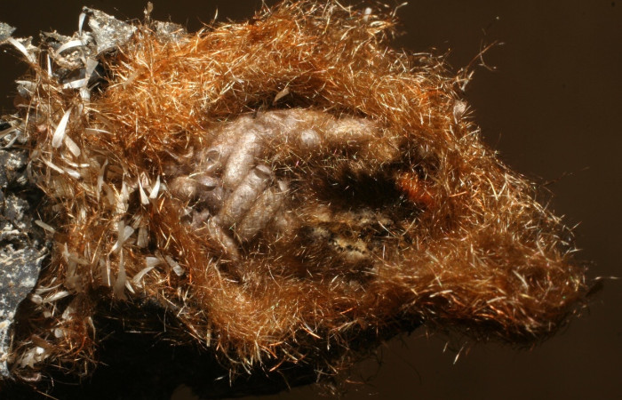 Fig 6. Capullos de familia Braconidae, de larva <i>Tarchon</i> felderiDHJ01. Voucher 04-SRNP-3328-DHJ420377.jpg