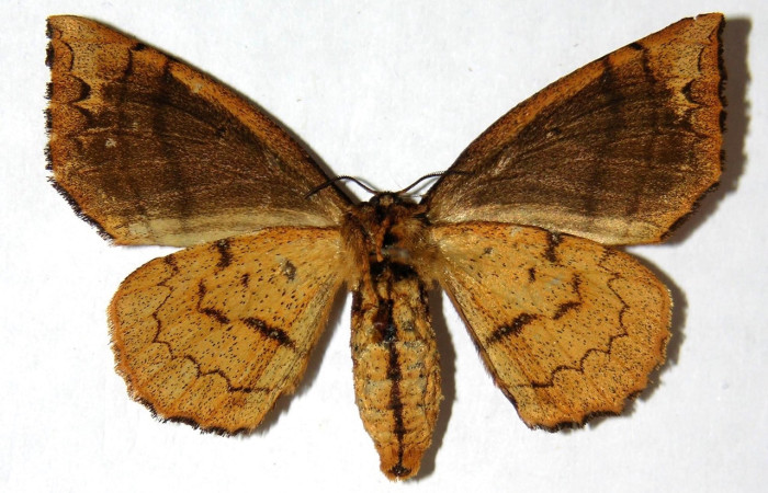 Fig 8. Adulto <i>Tarchon</i> felderiDHJ01, vista ventral (hembra), mide  46 mm en alas abiertas.  Voucher 04-SRNP-3433-DHJ330147.