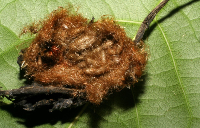 Fig 7. Capullos de la familia Braconidae, sub familia  microgastrina, en capullo de polilla <i>Tarchon</i> felderiDHJ01, mide 26 mm de largo. Voucher 04-SRNP-3434-DHJ401436.jpg