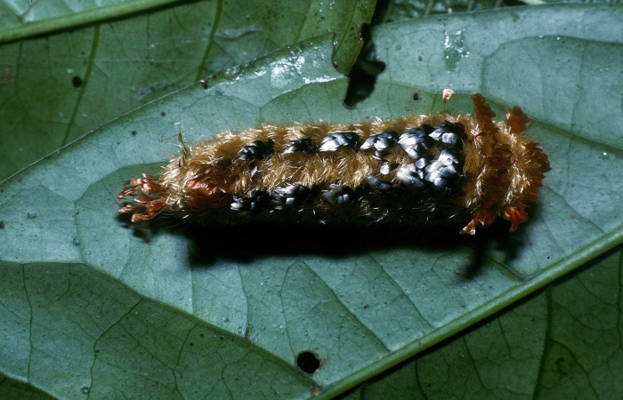 Fig 12. Larva <i>Tarchon</i> felderiDHJ02, dorsal entero, en ultimo estadio, con una medida de 42 mm de largo. Voucher 04-SRNP-35440-DHJ85041.jpg