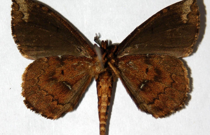 Fig 11. Adulto <i>Tarchon</i> felderiDHJ01, vista ventral (macho), mide  29 mm en alas abiertas.  Voucher 04-SRNP-49146-DHJ330153.