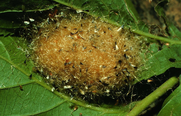 Fig 16. Capullo de <i>Tarchon</i> felderiDHJ02, Estación Cacao  Voucher 96-SRNP-3031-DHJ27755.jpg