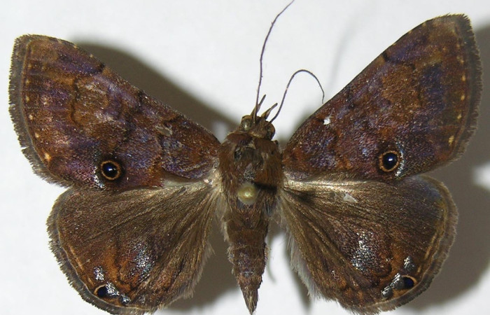 Figura 13. Adulto de <i>Eulepidotis pavo</i> (Erebidae), hembra vista dorsal, localidad Loaiciga Sector Pitilla ACG (445m). Voucher: 08-SRNP-31370-DHJ396942.jpg.