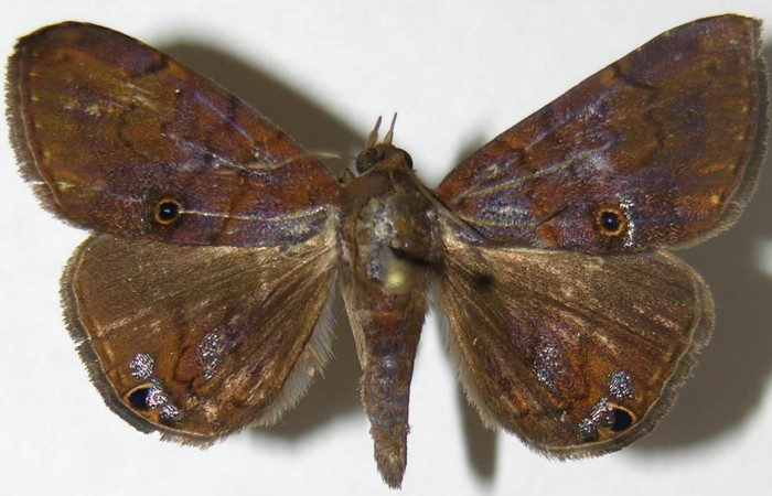Figura 11. Adulto de <i>Eulepidotis pavo</i> (Erebidae), macho vista dorsal, localidad Loaiciga Sector Pitilla ACG (445m). Voucher: 08-SRNP-31380-DHJ396932.jpg.