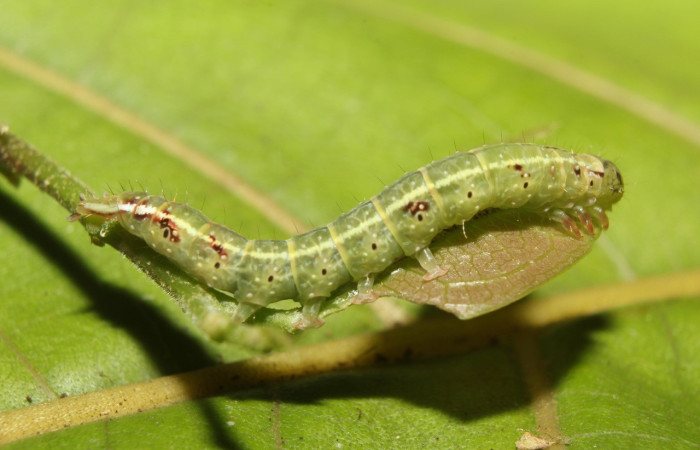 Figura 4. Larva <i>Eulepidotis pavo</i> (Erebidae), en último estadío (U), vista lateral, localidad Leonel, Estación Biológica Quica Sector, Pitilla ACG (510m). Voucher: 19-SRNP-70678-DHJ750986.jpg
