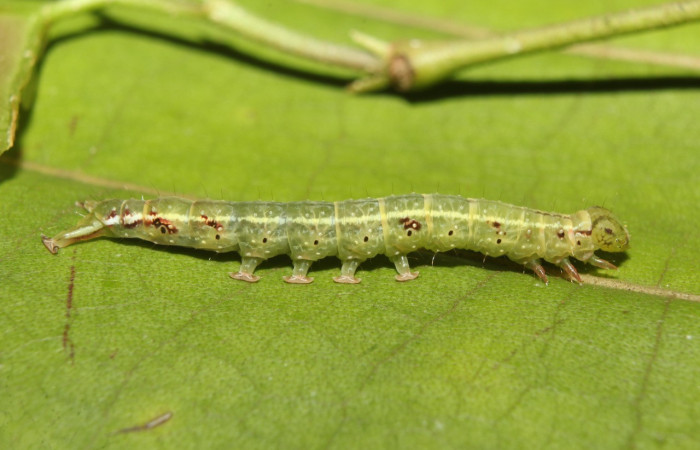 Figura 5. Larva <i>Eulepidotis pavo</i> (Erebidae), en último estadío (U), vista lateral, localidad Leonel, Estación Biológica Quica Sector, Pitilla ACG (510m). Voucher: 19-SRNP-70678-DHJ750988.jpg

