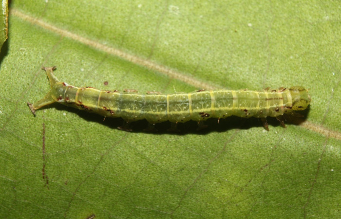 Figura 6. Larva <i>Eulepidotis pavo</i> (Erebidae), en último estadío (U), vista dorsal, localidad Leonel, Estación Biológica Quica Sector, Pitilla ACG (510m). Voucher: 19-SRNP-70678-DHJ750989.jpg
