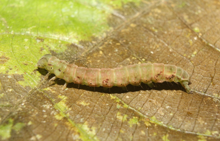 Figura 7. Prepupa de <i>Eulepidotis pavo</i> (Erebidae), vista lateral, localidad Leonel, Estación Biológica Quica Sector, Pitilla ACG (510m). Voucher: 19-SRNP-70678-DHJ750994.jpg.