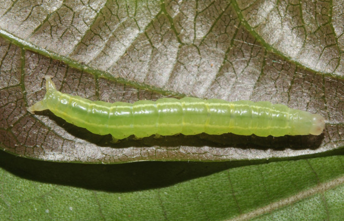 Figura 3. Larva <i>Eulepidotis pavo</i> (Erebidae), en último estadío (U), vista dorsal, localidad Leonel, Estación Biológica Quica Sector, Pitilla ACG (510m). Voucher: 19-SRNP-70679-DHJ751000.jpg
