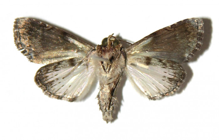 Figura 2.  Adulto de <i>Concana hoshea</i> (Macho) vista ventral. (05-SRNP-55652-DHJ314999)