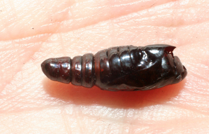 Figura 11. Detalle de pupa atacada por parásito de Tachinidae <i>Concana hoshea</i> (08-SRNP-72129-DHJ462800)
