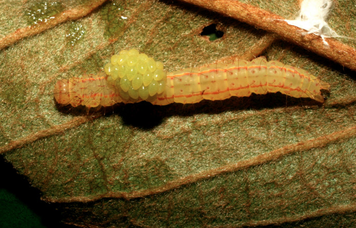Figura 13.  Capullo formándose de Eulophidae que atacan larva de <i>Concana hoshea</i> (09-SRNP-72128-DHJ465400)