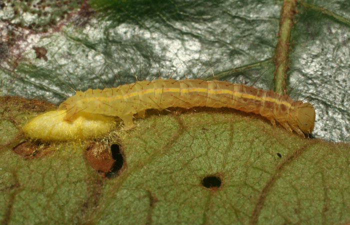 Figura 12.  Capullo de Braconidae que atacan larva de <i>Concana hoshea</i> (12-SRNP-65475-DHJ487921)