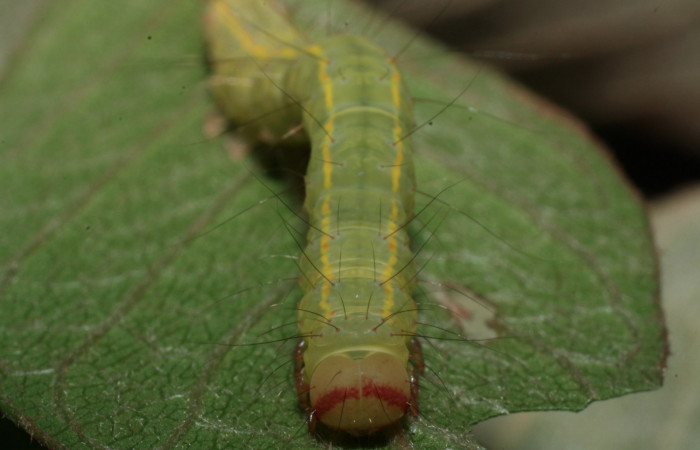 Figura 7. Larva <i>Concana hoshea</i> vista de la cabeza. (13-SRNP-21078-DHJ493628)