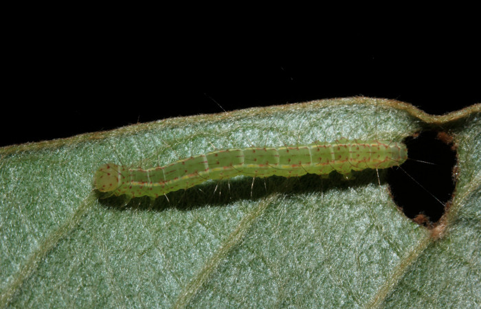 Figura 6. Larva <i>Concana hoshea</i> vista lateral. (16-SRNP-27200- DHJ730753)