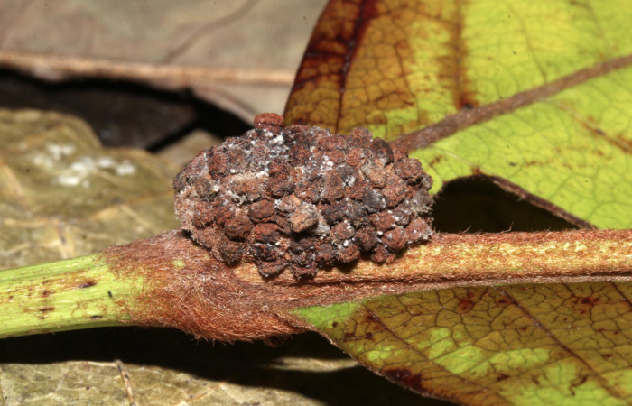 Figura 10. Detalle de refugio de la pupa <i>Concana hoshea</i> (17-SRNP-72559-DHJ740278)