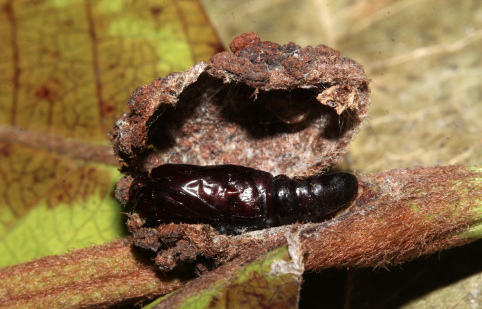 Figura 9. Detalle de pupa atacada por parásito de Tachinidae a <i>Concana hoshea</i> (17-SRNP-72559-DHJ740281)