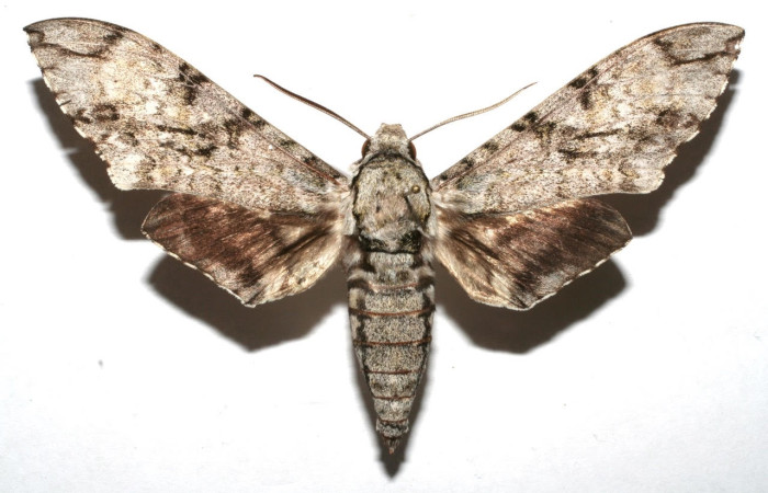 Figura 18. Adulto <i>Manduca barnes</i> (Sphingidae). Posición dorsal. Área de Conservación Guanacaste, Sector Santa Rosa. 06-SRNP-104901-DHJ604901.