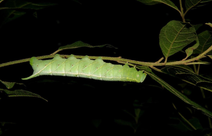 Figura 10. Larva <i>Manduca corallina</i> (Sphingidae). Posición lateral entero en la hoja de la planta <i>Cordia alliodora</i> (Cordiaceae). 06-SRNP-18570-DHJ415741.jpg.