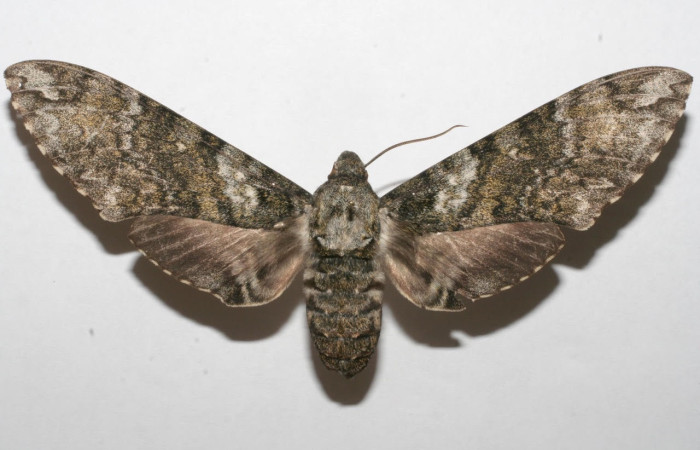Figura 16. Adulto <i>Manduca corallina</i> (Sphingidae). Posición dorsal. Área de Conservación Guanacaste, Sector Santa Rosa. 07-SRNP-108426-DHJ618390.jpg.