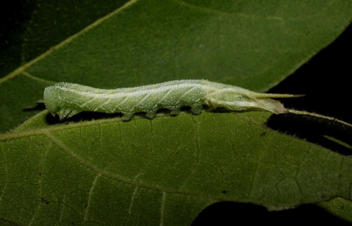 Figura 2. Larva <i>Manduca corallina</i> (Sphingidae). Posición lateral en la hoja de la planta <i>Cordia alliodora</i> (Cordiaceae). 10-SRNP-12948-DHJ471377.jpg.