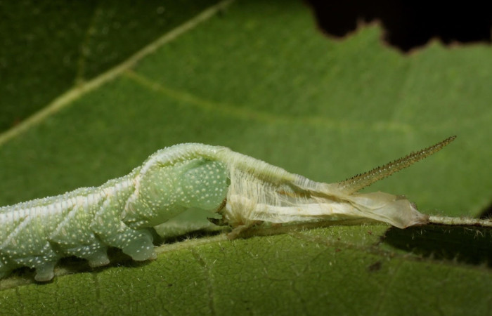 Figura 5. Larva <i>Manduca corallina</i> (Sphingidae). Posición cola en la hoja de la planta <i>Cordia alliodora</i> (Cordiaceae). 10-SRNP-12948-DHJ471380.jpg.