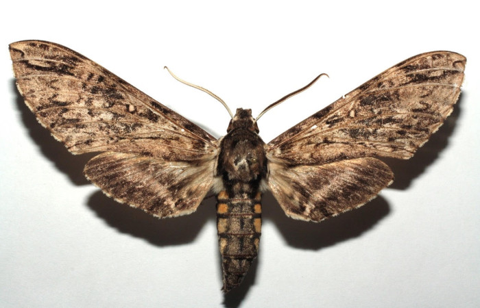 Figura 20. Adulto <i>Manduca dilucida</i> (Sphingidae). Posición dorsal. Área de Conservación Guanacaste, Sector Santa Rosa. 13-SRNP-100677-DHJ673398.