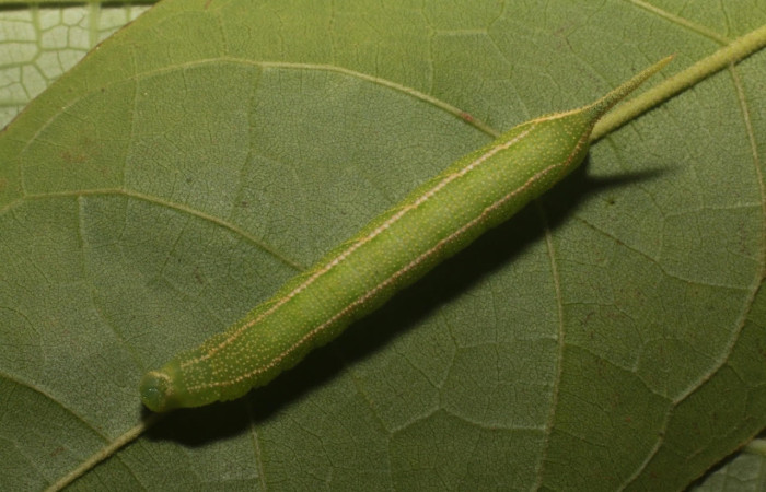 Figura 6. Larva <i>Manduca corallina</i> (Sphingidae). Posición dorsal en la hoja de la planta <i>Cordia alliodora</i> (Cordiaceae). 20-SRNP-80560-DHJ755259.jpg.