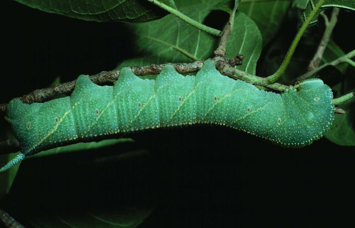 Figura 12. Larva <i>Manduca corallina</i> (Sphingidae). Posición lateral entero en la hoja de la planta <i>Cordia alliodora</i> (Cordiaceae). 83-SRNP-1025-DHJ5858.jpg.