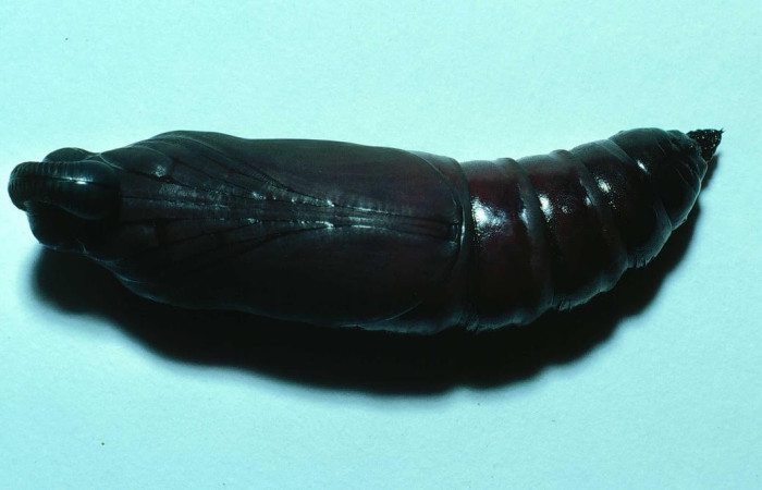 Figura 14. Pupa de <i>Manduca corallin</i> (Sphingidae). vista lateral, Sector Santa Rosa ACG (300m). 83-SRNP-1025-DHJ5863.jpg.