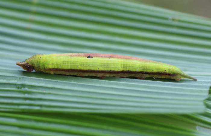 Figura 11. Larva <i>Taygetis laches</i> (Nymphalidae), color verde claro, posición lateral, mide 32 mm aproximadamente. Planta hospedera <i>Setaria palmifolia</i> (Poaceae). Voucher: 15-SRNP-230-DHJ487697.jpg.