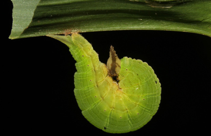 Figura 13. Prepupa <i>Taygetis laches</i> (Nymphalidae), color verde claro, posición lateral, mide 22 mm aproximadamente. Planta hospedera <i>Rugoloa pilosa</i> (Poaceae). Voucher: 15-SRNP-31598-DHJ728525.jpg.