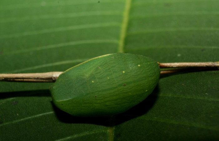 Figura 15. Pupa <i>Taygetis salvini</i> (Nymphalidae), color verde claro, posición lateral, mide 19 mm aproximadamente. Planta hospedera <i>Megathyrsus maximus</i> (introducido) (Poaceae).. Voucher: 12-SRNP-70392-DHJ495091.jpg.