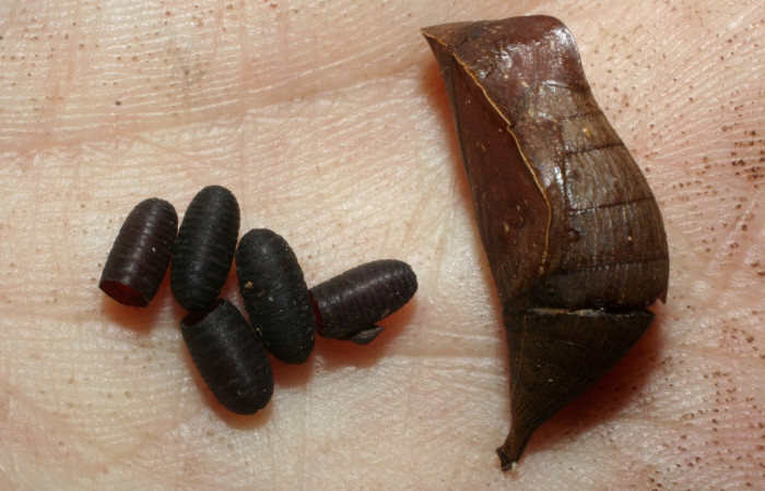 Figura 18. Puparios de parásito eclosionados <i>Winthemia</i>Wood07DHJ07 (Tachinidae), color café, posición normal, ello atacaron a <i>Taygetis laches</i> (Nymphalidae). Voucher: 07-SRNP-58799-DHJ462037.jpg.