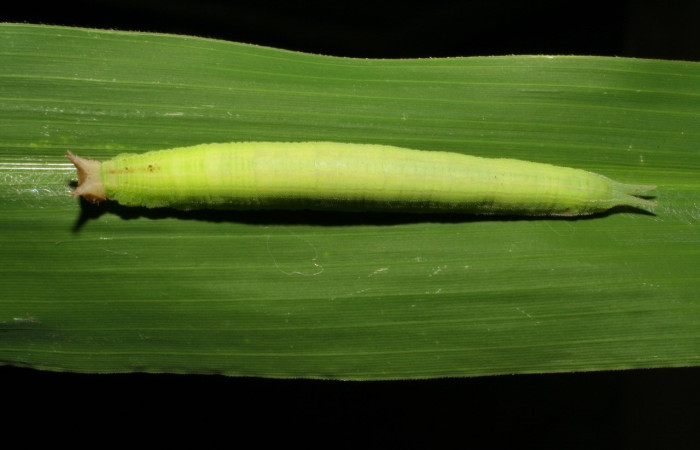 Figura 2. Larva <i>Taygetis laches</i> (Nymphalidae), color verde claro, posición dorsal, mide 52 mm aproximadamente. Planta hospedera <i>Oryza latifolia</i> (Poaceae). Voucher: 05-SRNP-19608-DHJ403490.jpg.