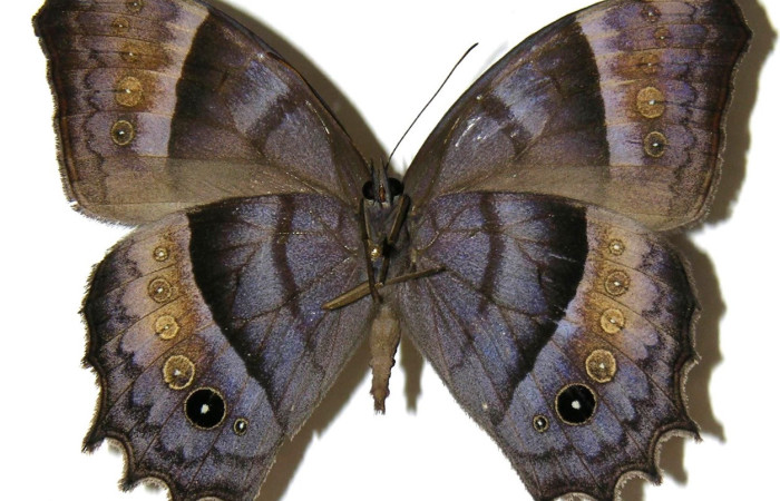 Figura 20. Adulto <i>Taygetis laches</i> (Nymphalidae). color café, abdomen color café, posición ventral mide 61 mm aproximadamente. Voucher: 04-SRNP-14168-DHJ307519.