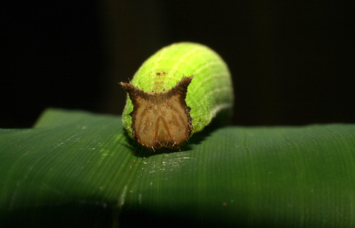 Figura 3. Larva <i>Taygetis laches</i> (Nymphalidae), color verde claro, posición frontal, mide 52 mm aproximadamente. Planta hospedera <i>Oryza latifolia</i> (Poaceae). Voucher: 05-SRNP-19608-DHJ403489.jpg.