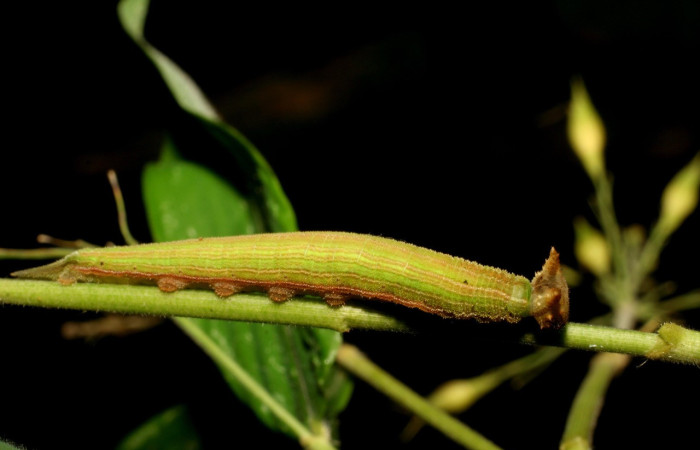 Figura 5. Larva <i>Taygetis laches</i> (Nymphalidae), color verde claro, posición lateral, mide 36 mm aproximadamente. Planta hospedera <i>Oryza latifolia</i> (Poaceae). Voucher: 06-SRNP-57653-DHJ417840.jpg.