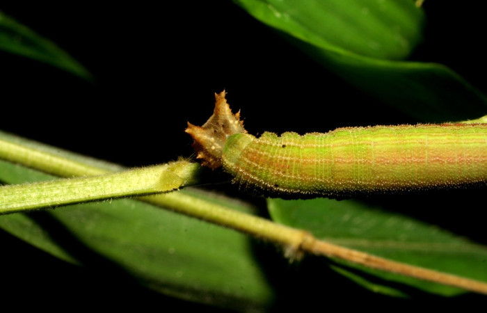 Figura 9. Larva <i>Taygetis laches</i> (Nymphalidae), color verde claro, posición dorsal cabeza, mide 36 mm aproximadamente. Planta hospedera <i>Oryza latifolia</i> (Poaceae). Voucher: 06-SRNP-57653-DHJ417848.jpg.