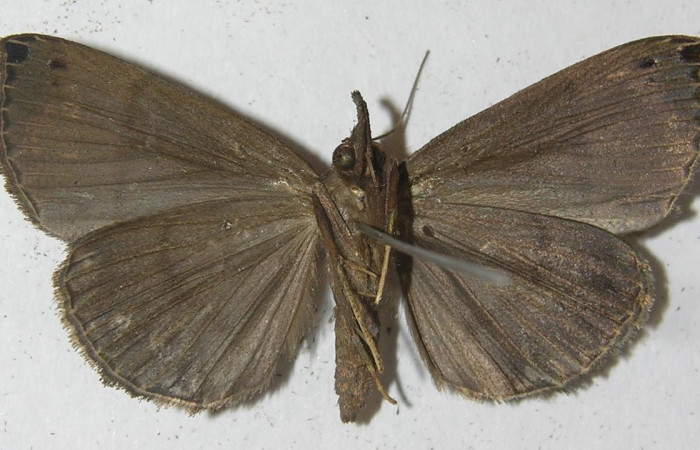 Figura 4. Adulto de <i>Hypena</i> zarabenaDHJ01 (hembra), vista ventral. (10-SRNP-31635-DHJ539299).