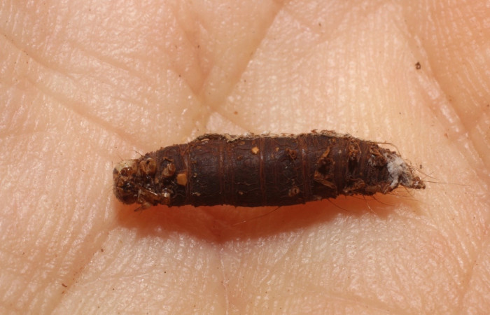 Figura 16. Capullo de avispas de la familia Braconidae., <i>Colastomion</i> Janzen40 , parásito en larva <i>Hypena zarabena</i>. (12-SRNP-71562-DHJ802378).