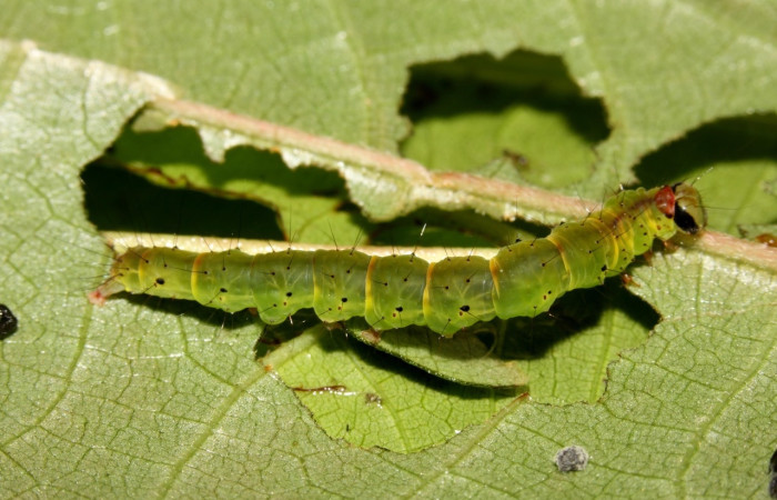 Figura 13. Larva <i>Hypena</i> zarabenaDHJ02, Erebidae, vista lateral. (13-SRNP-31553-DHJ701910).