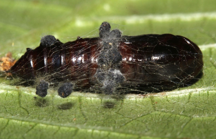 Figura 14. Pupa de <i>Hypena zarabena</i>, Erebidae, vista dorsal. (16-SRNP-31751-DHJ735669).