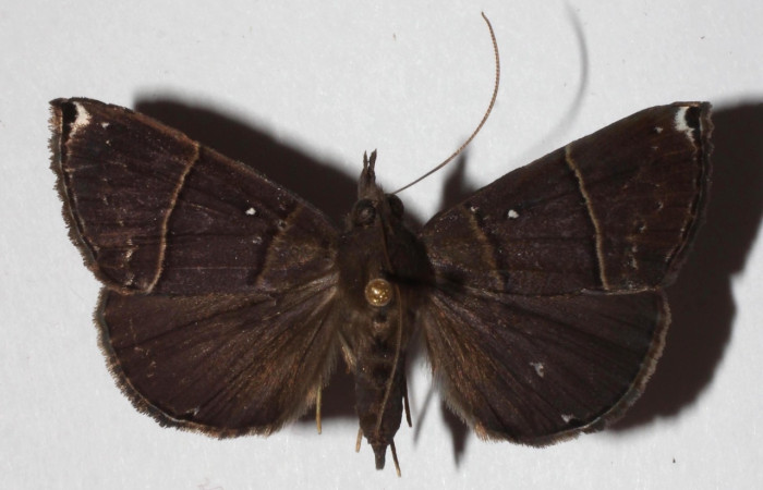 Figura 1. Adulto de <i>Hypena</i> zarabenaDHJ01 (macho), vista dorsal. (18-SRNP-40016-DHJ937424).