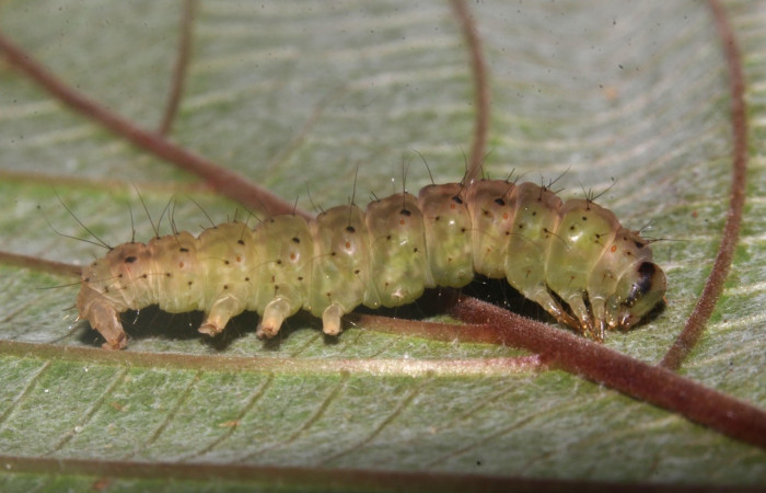 Figura 10. Larva <i>Hypena zarabena</i>, Erebidae, vista lateral. (19-SRNP-31001-DHJ765490).