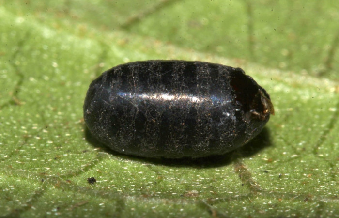 Figura 17. Pupario  de (mosca) de la familia Tachinidae, hyperparasitized, parásito en larva <i>Hypena zarabena</i>. (19-SRNP-31303-DHJ766191).